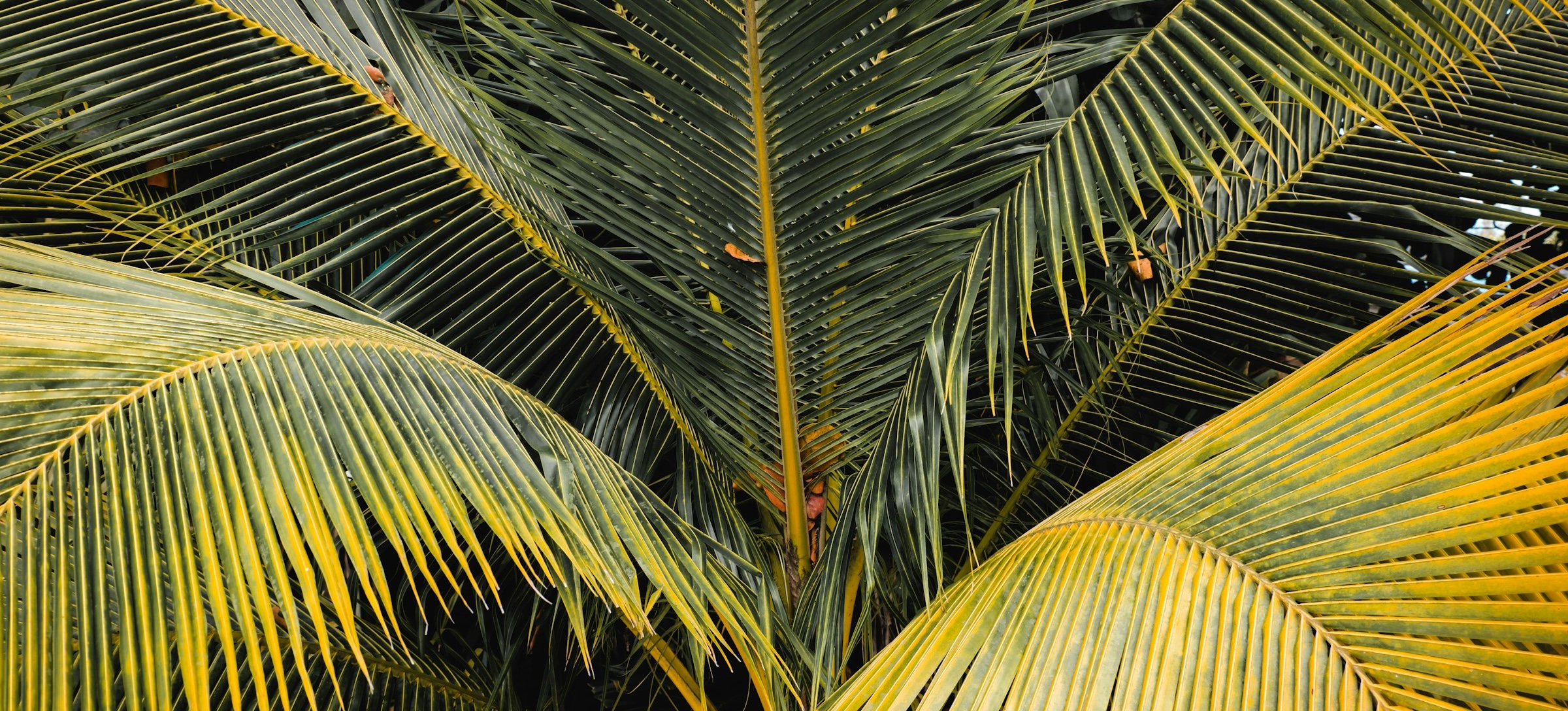 Fronds from many palm trees